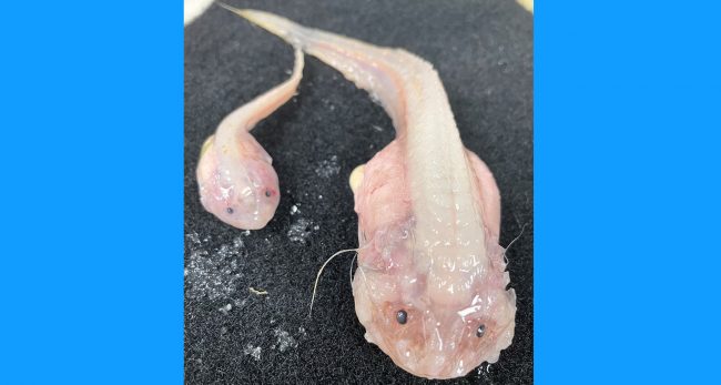 यी हुन् समुद्रको सबैभन्दा गहिराइमा पौडी खेलिरहेका माछा, क्यामेरामा कैद