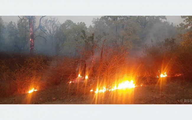 डढेलोले वन सखाप, स्वास्थ्यमा खराब