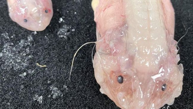 क्यामेरामा कैद भयो समुद्रको सबैभन्दा गहिराइमा पौडिने माछा