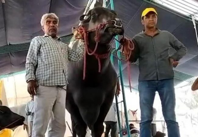 भारतमा उत्कृष्ट पशुको उपाधी जितेको घोलु- २ नामक राँगोको मूल्य १६ करोड