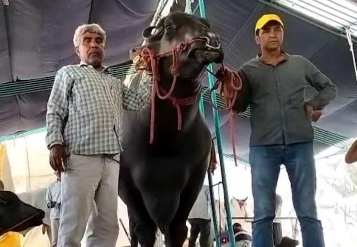 भारतमा उत्कृष्ट पशुको उपाधी जितेको घोलु- २ नामक राँगोको मूल्य १६ करोड