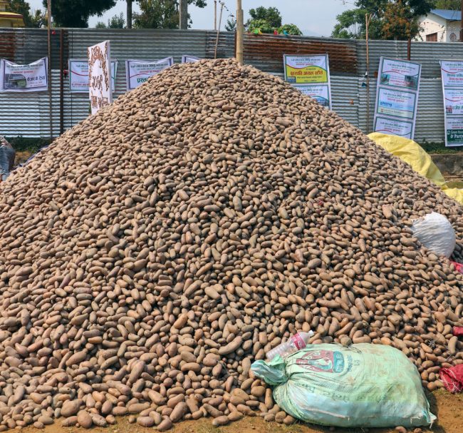 अट्ठाइस लाखको आलु बिक्री गर्दै सकियो महोत्सव