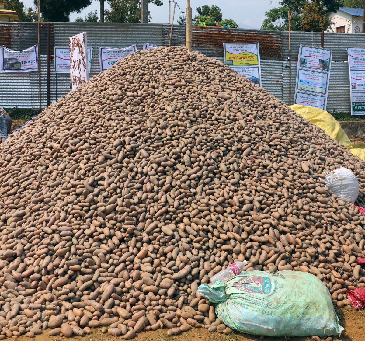 अट्ठाइस लाखको आलु बिक्री गर्दै सकियो महोत्सव