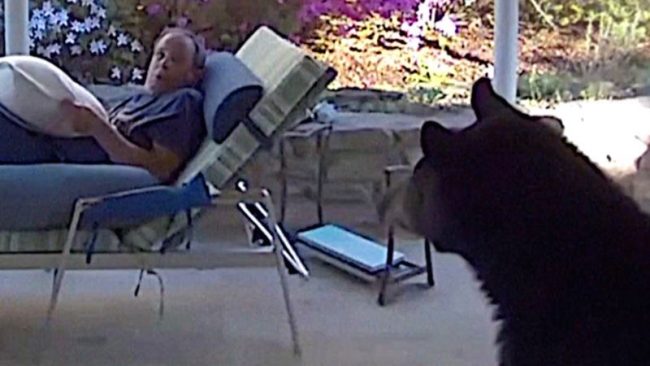 घाम तापिरहेका व्यक्तिको भालुसँग जम्काभेट हुँदा…