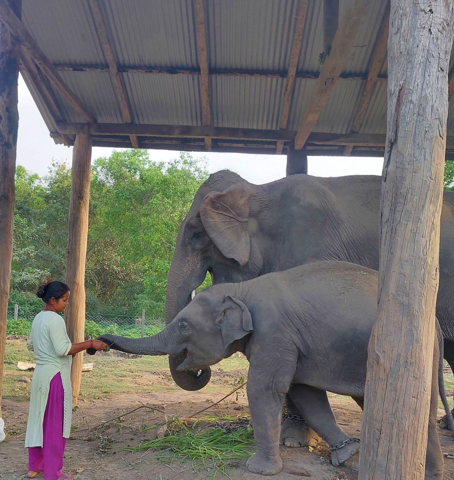 ‘शेषराजगज’को स्याहारमै ब्यस्त बिमला