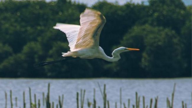 जीवहरू लोप हुन रोक्ने समय घर्किँदै गरेको वैज्ञानिकहरूको चेतावनी