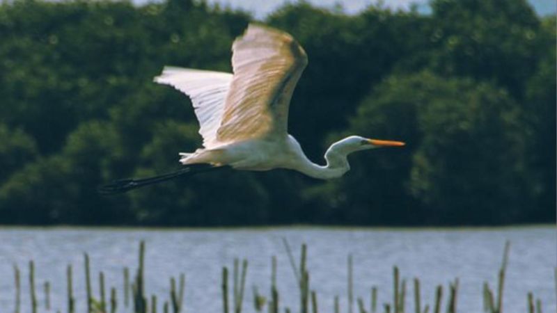 जीवहरू लोप हुन रोक्ने समय घर्किँदै गरेको वैज्ञानिकहरूको चेतावनी