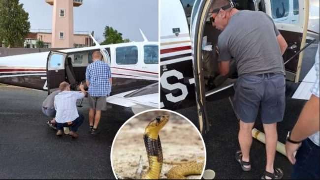 ११ हजार फिटको उचाइमा उडिरहेका पाइलटले ककपिटमा कोब्रा देखेपछि…