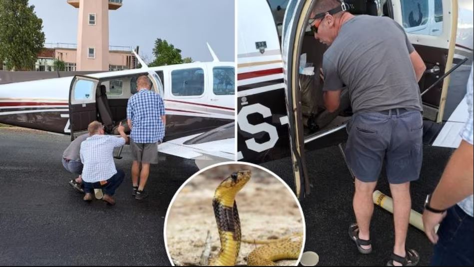 ११ हजार फिटको उचाइमा उडिरहेका पाइलटले ककपिटमा कोब्रा देखेपछि…