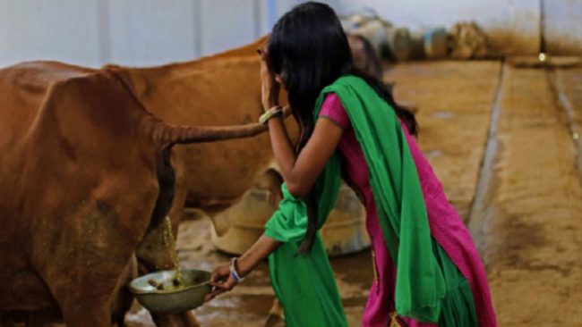 गौमुत्र पिउनु स्वास्थ्यका लागि हानिकारक, अनुसन्धानले यस्तो भन्छ!