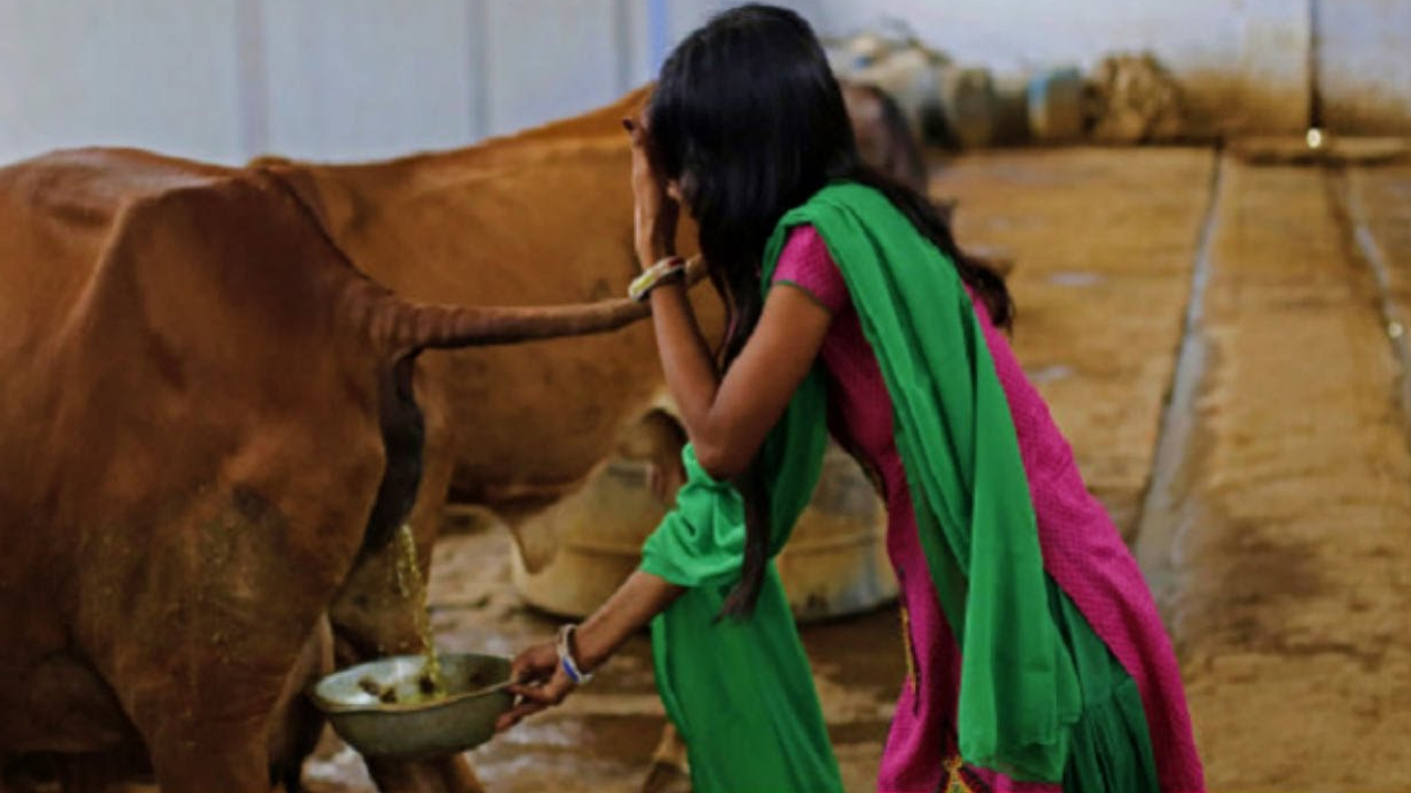 गौमुत्र पिउनु स्वास्थ्यका लागि हानिकारक, अनुसन्धानले यस्तो भन्छ!