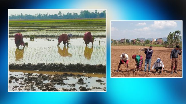 किसानः कतै चैते धान रोप्दैं कतै उखु खेती गर्दै (फोटो)