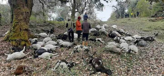 पाँचथरमा चट्याङले लागेर ५४ भेडा मरे