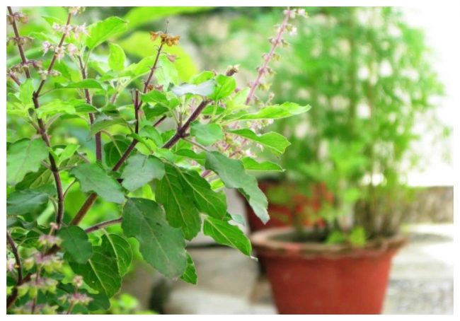 के तपाईको घरमा तुलसीको बिरुवा छ? जान्नुहोस् यी महत्त्वपूर्ण कुरा