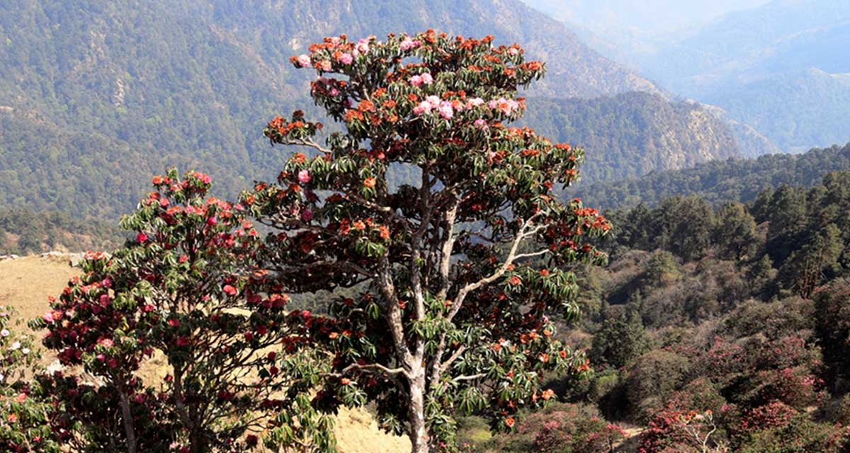 महावुको जैविक विविधता : एउटै रूखमा चार थरी लालीगुराँस