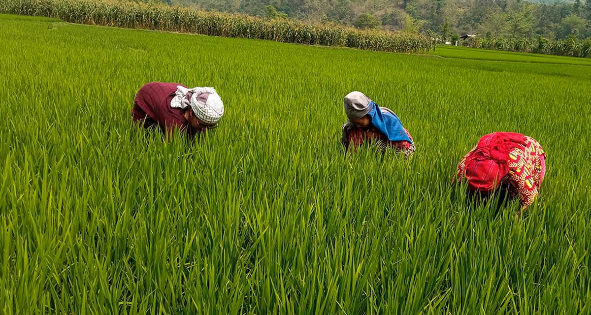 पाल्पामा चैतेधान खेती गर्न छाड्दै किसान