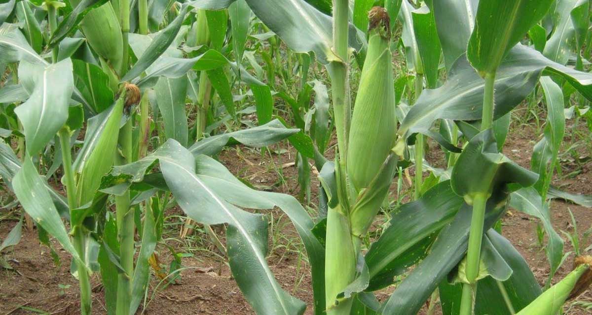 तराईमा मेघ गर्जनसहित हावाहुरी, अन्नबालीमा असर