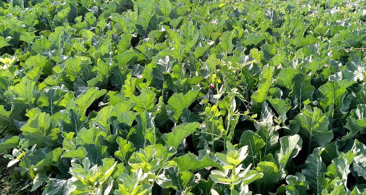 बेलडाँडीका जागरुक महिला : व्यावसायिक तरकारी खेतीबाट गतिलो आम्दानी गर्दै