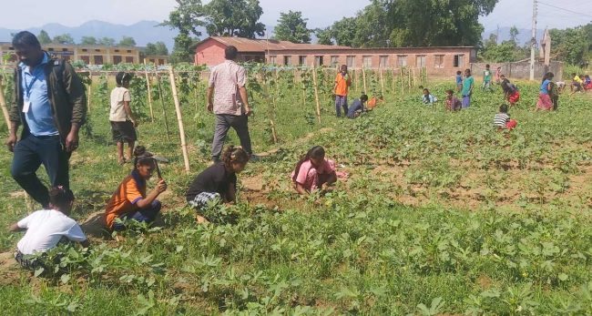 पढाइसँगै करेसाबारी स्याहार्दै विद्यार्थी