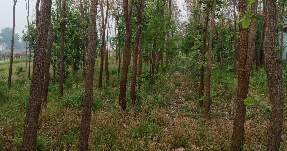 कञ्चनपुरमा रक्तचन्दन र श्रीखण्डको व्यावसायिक खेती