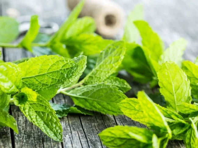 पुदिना सबैका लागि फाइदाजनक नहुनसक्छ