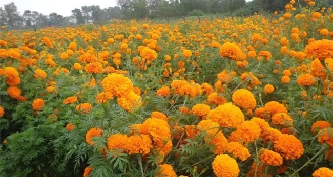 तिहारका लागि विद्यालयमै सयपत्री फूल उत्पादन