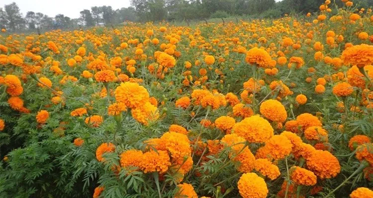 तिहारका लागि विद्यालयमै सयपत्री फूल उत्पादन