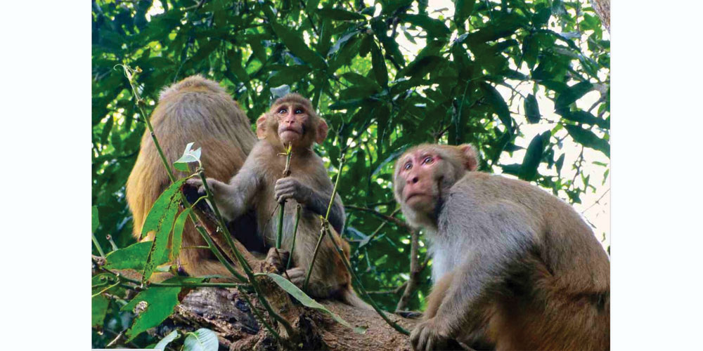 किसानको बाली जोगाउन ‘बाँदर उद्यान’