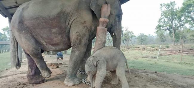 हात्ती प्रजनन् केन्द्रमा ४१ हात्ती जन्मिए