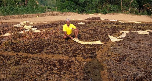 अत्यधिक गर्मीले धानको बीउ सुक्यो, किसान चिन्तित