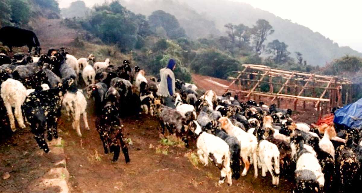 लेकाली भेगका किसानको रोजाइमा भेडापालन