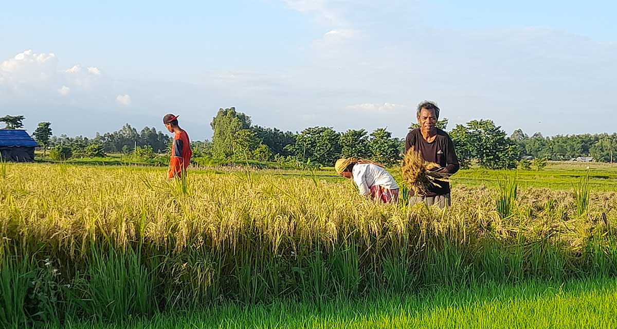 चैतेधानले पायो दोब्बर मूल्य, किसान उत्साहित