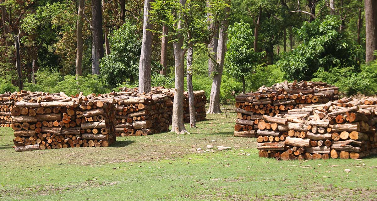 वन पैदावार संकलन गर्न पाउँदा बाँकेका उपभोक्तामा खुसियाली