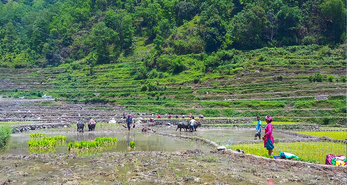 असार नलाग्दै गलकोटमा रोपाइँको चटारो