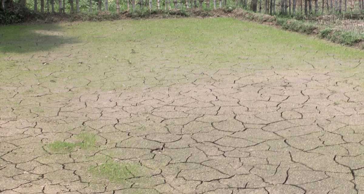 खडेरीको असर : खेतमै सुक्न थाल्यो धान र कोदाको बीउ