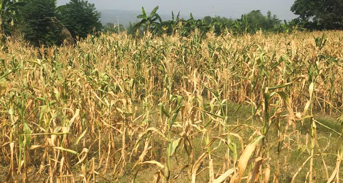 मकैका घोगा कुहिन थालेपछि किसान चिन्तित
