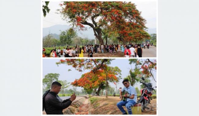 टिकटकमा भाइरल शिरीषको फूल हेर्न झापाको बर्ने चिया बगानमा पर्यटकको भीड