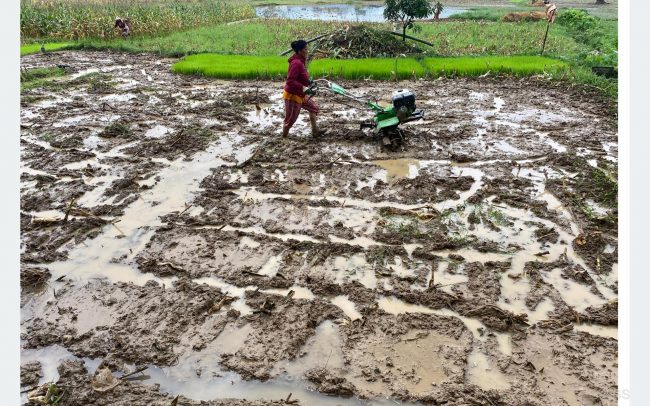 धान दिवसको नारा, ‘जलवायु अनुकूलित कृषकमैत्री प्रविधि, धान उत्पादनमा वृद्धि’