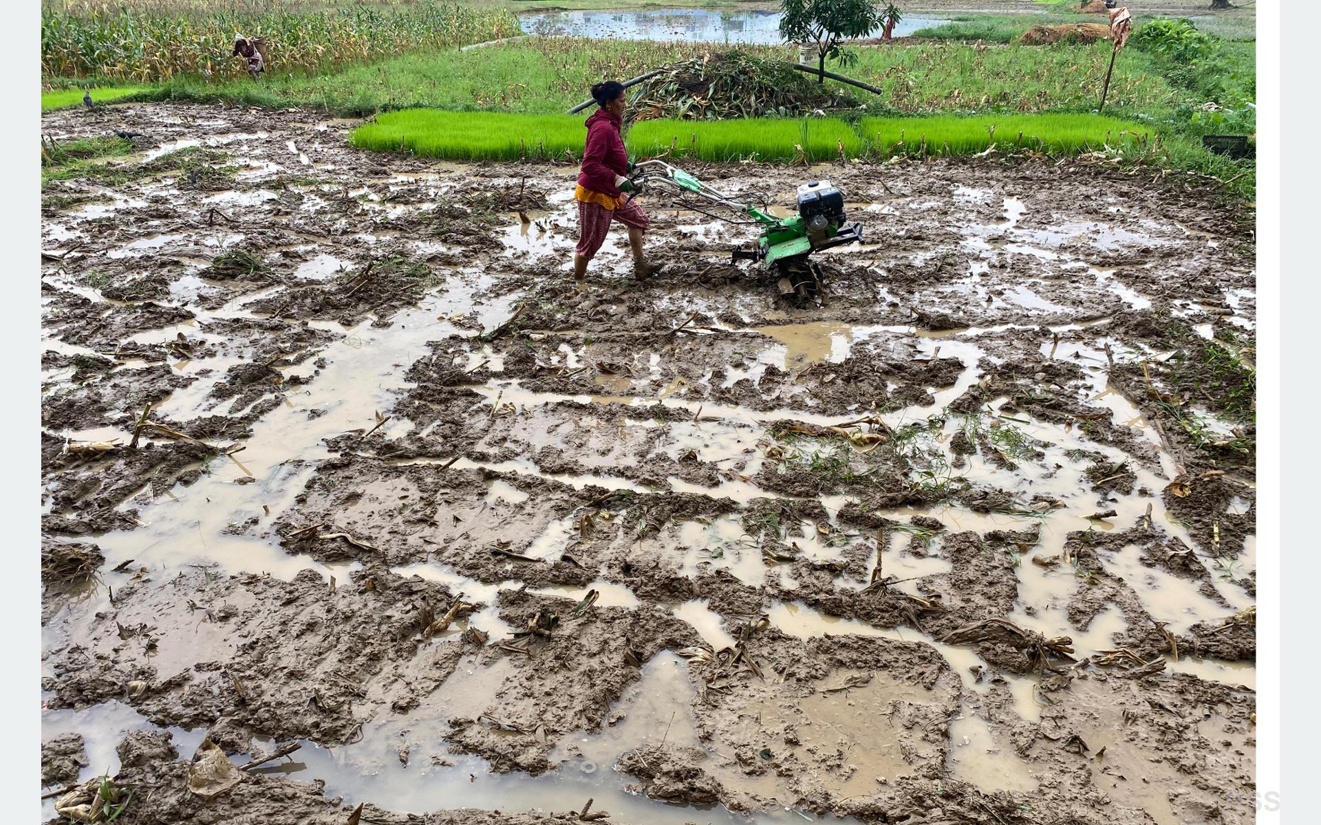 धान दिवसको नारा, ‘जलवायु अनुकूलित कृषकमैत्री प्रविधि, धान उत्पादनमा वृद्धि’