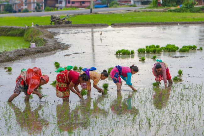 मनसुन सुरु भए लगत्तै काठमाडौंमा धान रोपाइँ सुरु (फोटो फिचर)