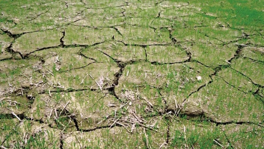 रोपाइँ गर्ने बेला खडेरी : सुक्न थाल्यो धानको ब्याड