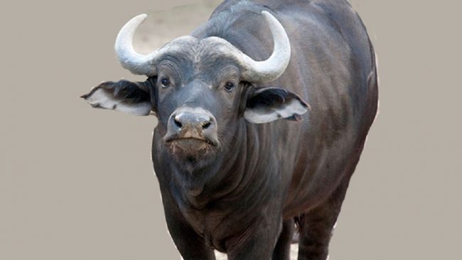 भारतले दिएको पन्ध्र मुर्रा राँगाबाट एक लाख भैँसीमा नश्ल सुधार गरिने