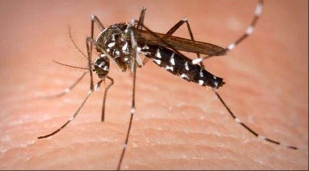 कालीकोटमा कालाजारका बिरामी भेटिए