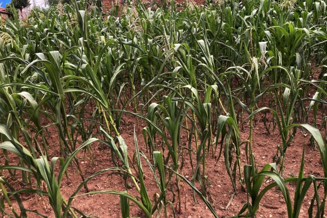 किसानलाई धानको बीउ र मकै जोगाउनै मुस्किल