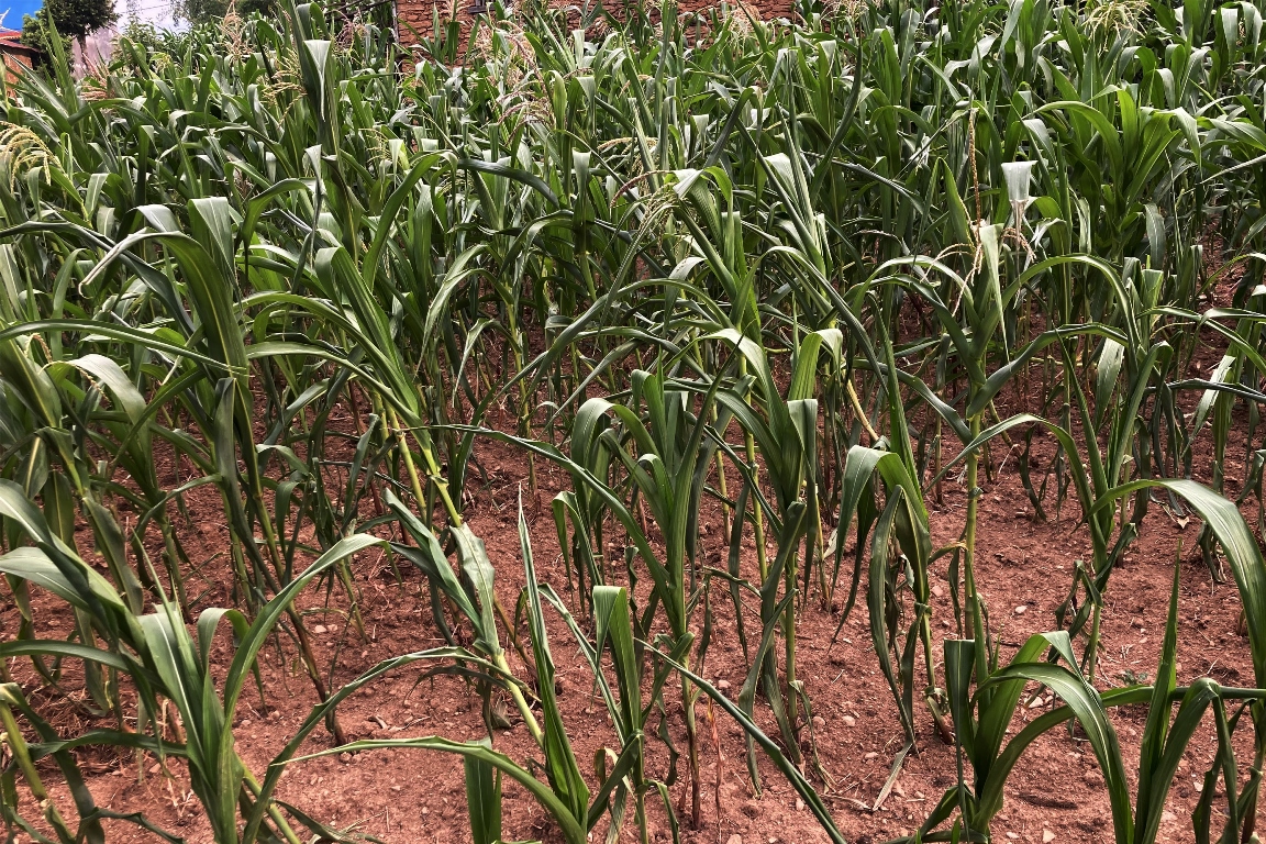 किसानलाई धानको बीउ र मकै जोगाउनै मुस्किल