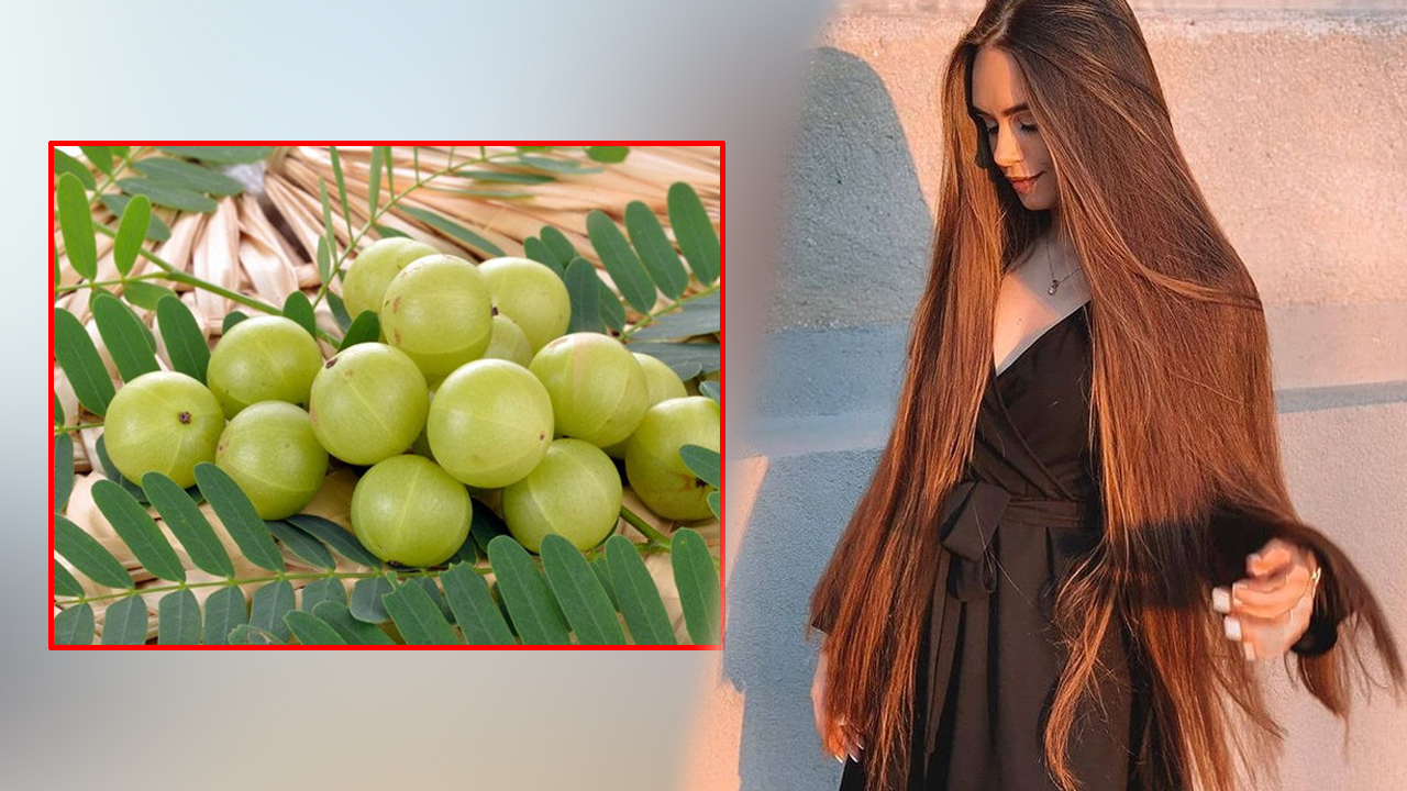 बाक्लो र लामो कपालका लागि अमलाको धूलो, यस्तो छ लगाउने विधि