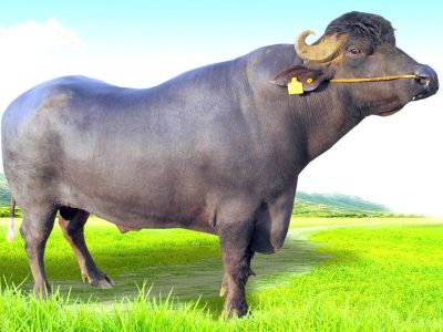 ५० प्रतिशत अनुदानमा मुर्रा क्रस भैँसी वितरण
