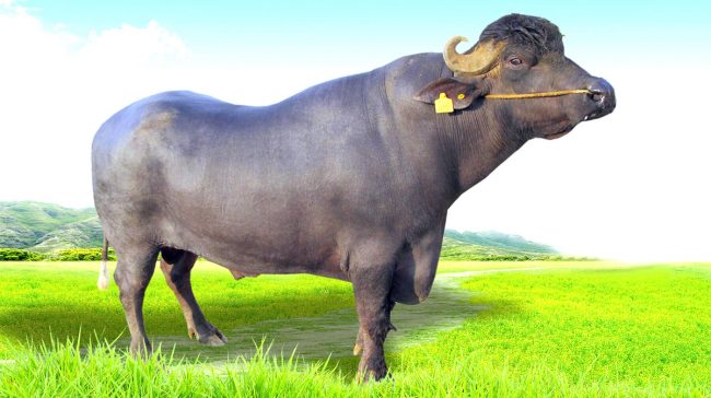 भारतले दिने मुर्रा राँगा नेपाल आइपुग्न दुई महिना लाग्ने