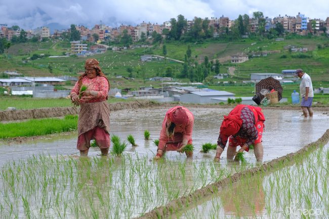 रोपाइँको क्षेत्रफल बर्सेनि घट्दै