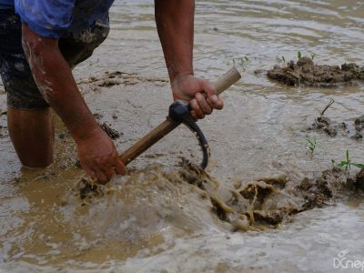 दाङमा ७७ प्रतिशत रोपाइँ
